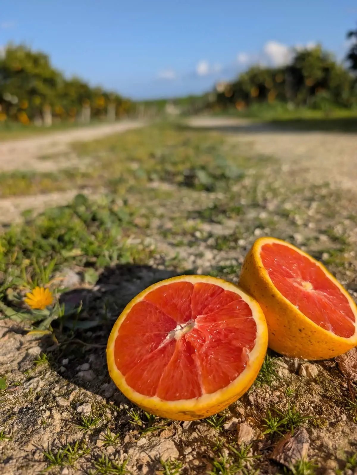 Agrumi biologici siciliani