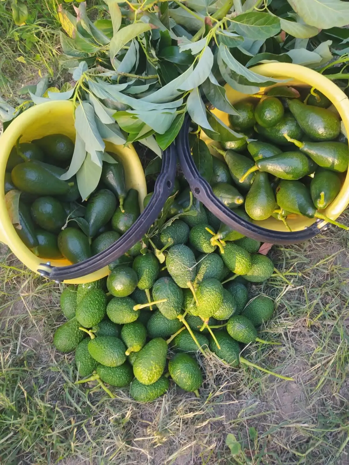 Avocado e frutta biologica di stagione