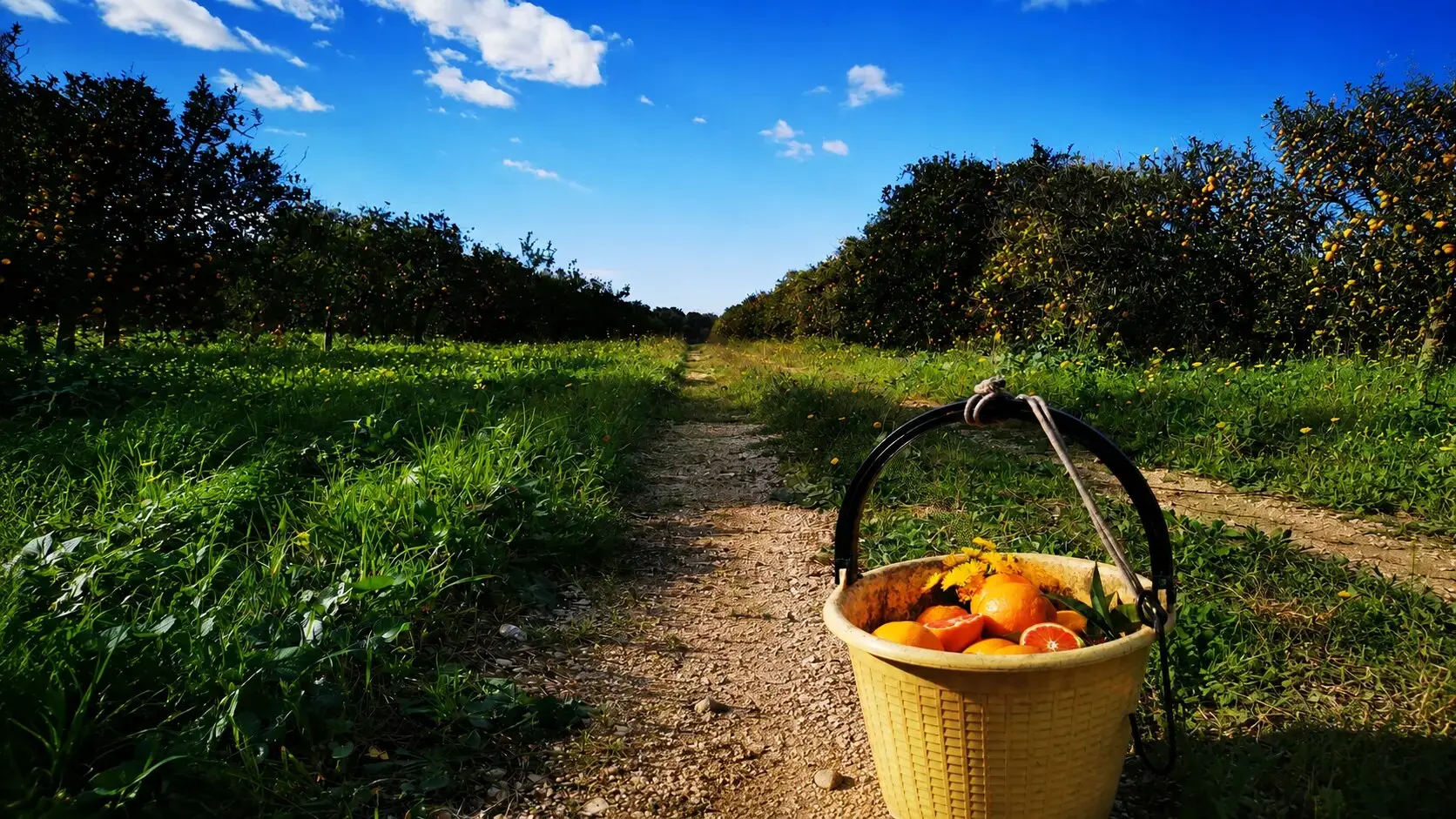 Raccolto agricolo Biosiculà
