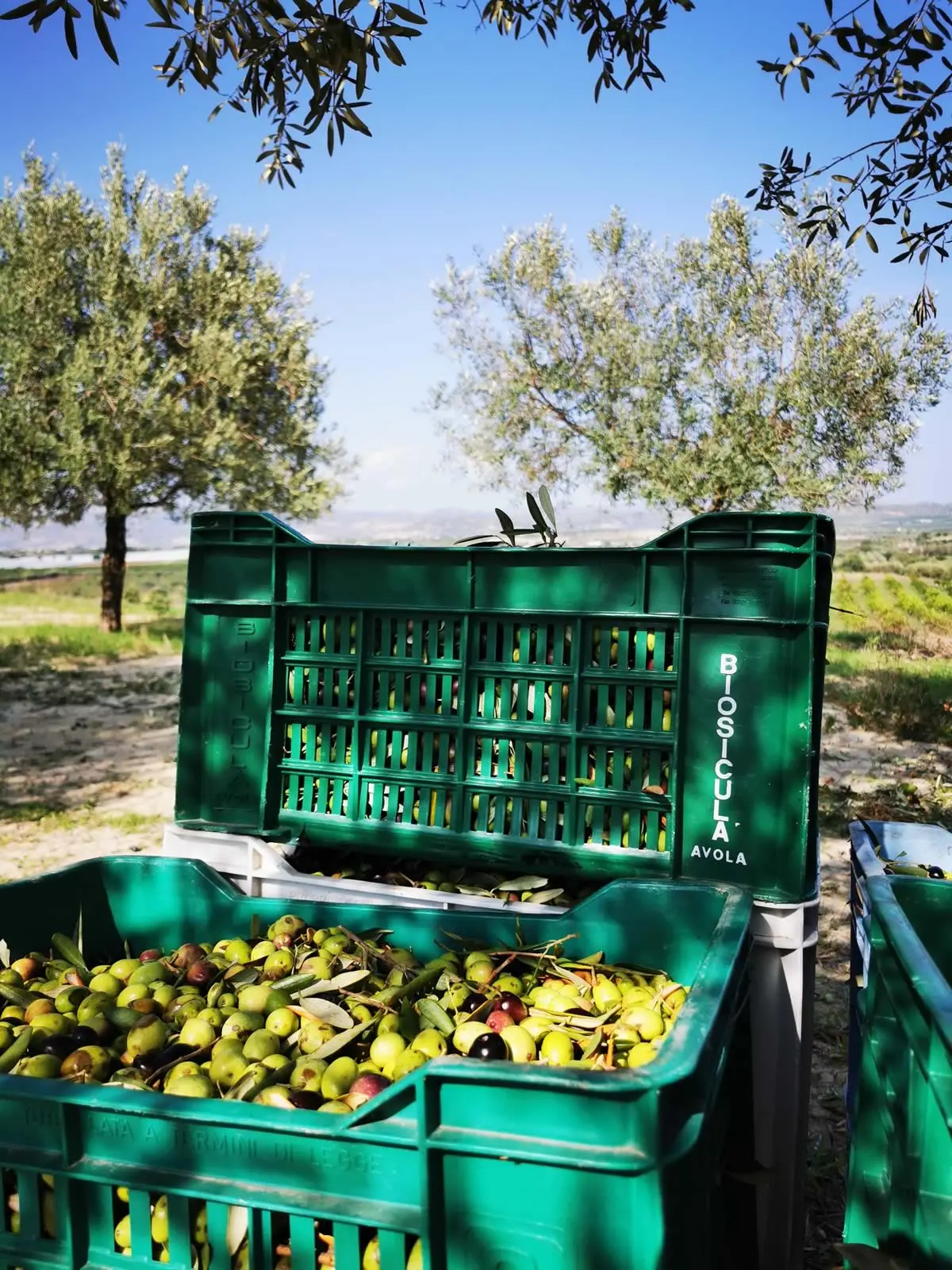 Olive siciliane