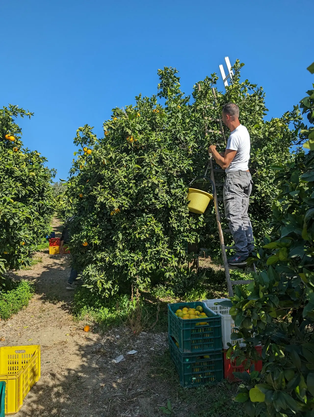 Raccolta di frutta biologica