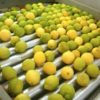 Organic Primofiore Lemons - Image 2