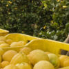 Organic Primofiore Lemons - Image 5