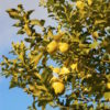 Organic Primofiore Lemons - Image 4