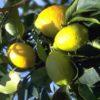 Organic Primofiore Lemons - Image 3