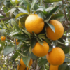 Organic navel oranges - Image 2