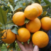 Organic navel oranges - Image 3