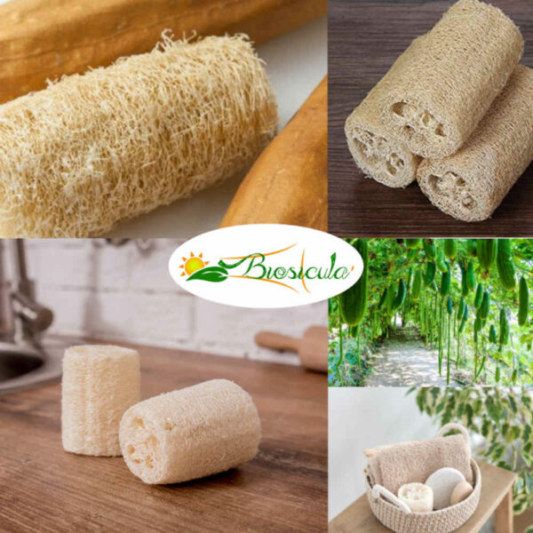 Luffa spugna vegetale Bio