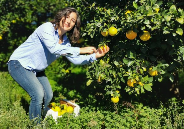 Biosiculà la Sicilia nei nostri prodotti - Agrumi biologici di sicilia