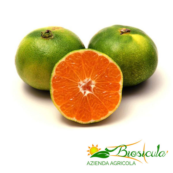 Biosiculà - Mandarino Satsuma Miyagawa - Agrumi biologici di sicilia