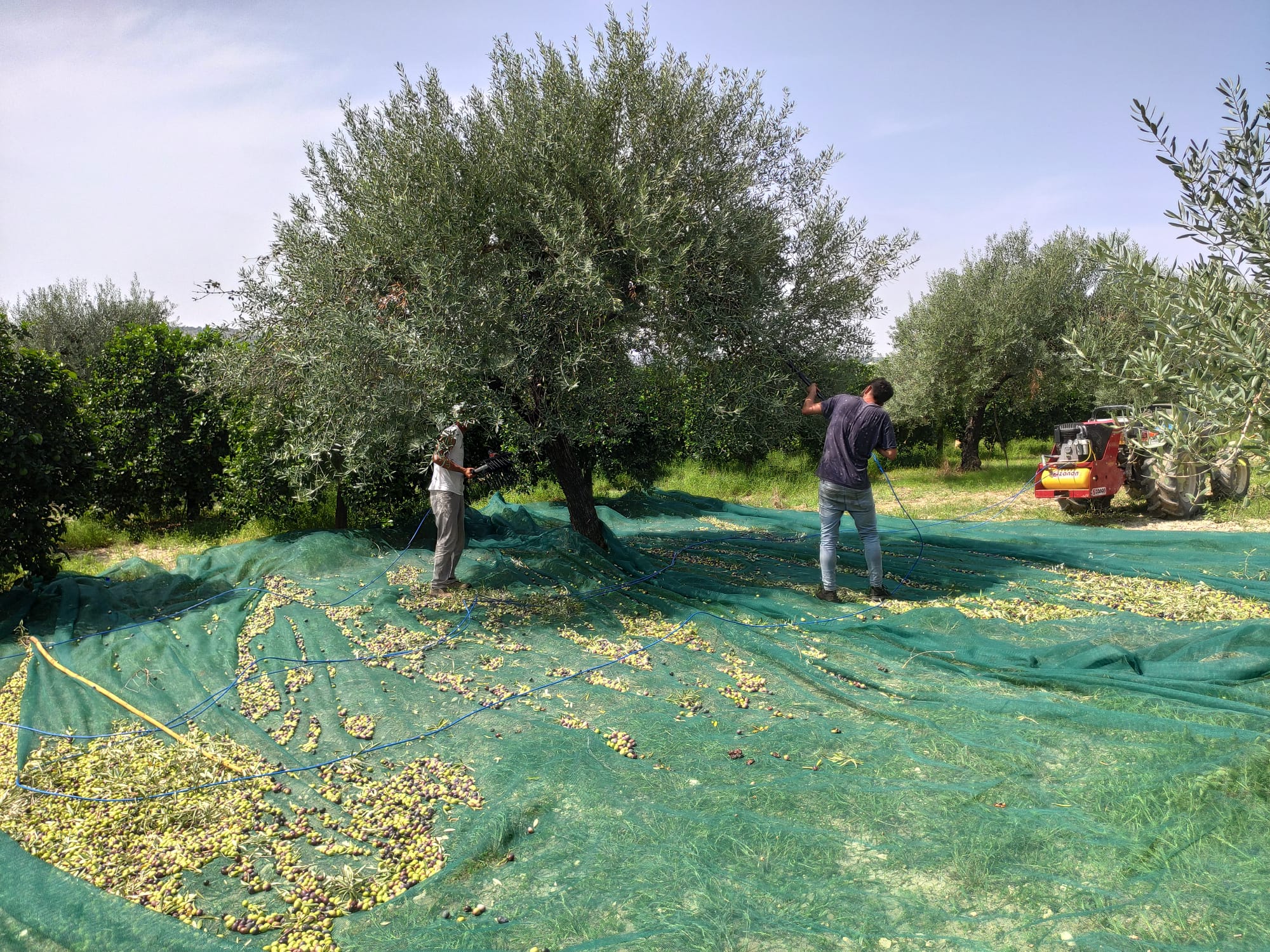 Huile d'olive extra vierge 1 L DIVELLA - Grossiste épicerie à Rungis -  Distributeur charcuterie à Paris - Latin's Gusto