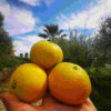 Primosole organic tangerines - Image 2