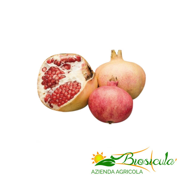 Pomegranate