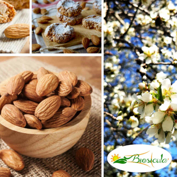 Sicilian almond without shell